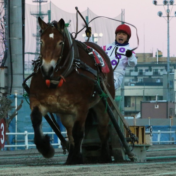 競馬 歴代ばんえい最強馬投票優勝馬 鈴木恵介騎手直筆サイン木箱 証明 ...