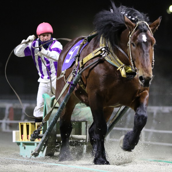 ホクショウマサル号が最多連勝記録更新の快挙達成 公式 ばんえい十勝