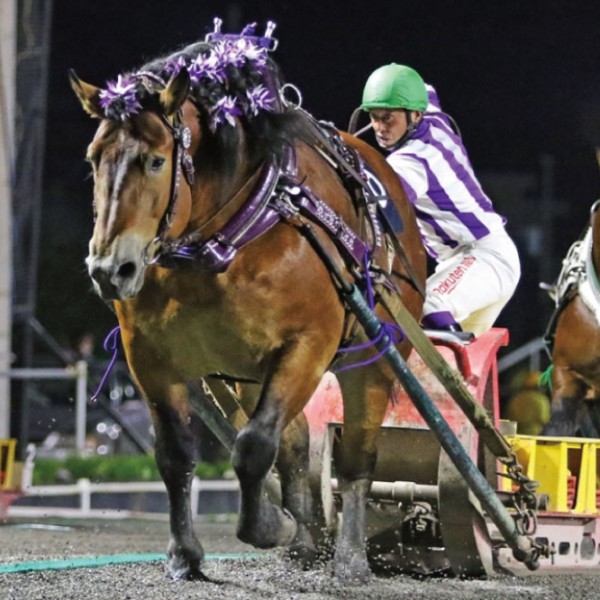 「第34回ばんえいグランプリ」（BG2）の結果 | 【公式】ばんえい十勝