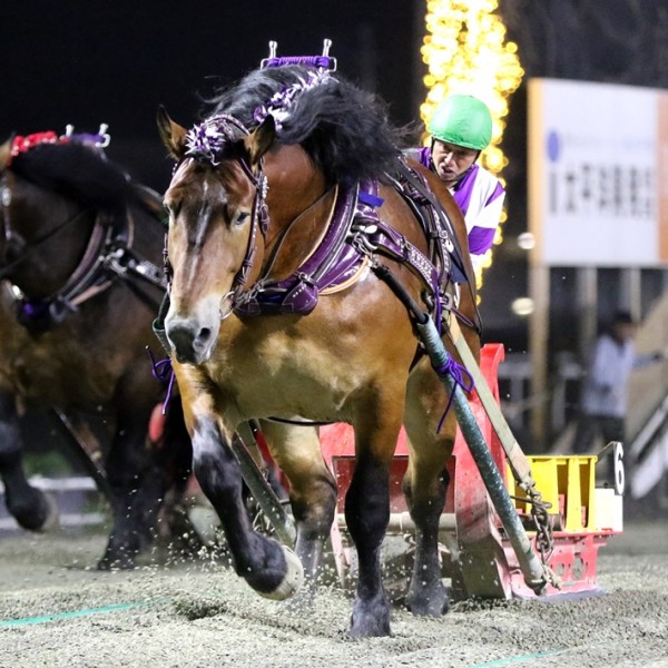 「第36回ばんえいグランプリ」（BG2）の結果 | 【公式】ばんえい十勝