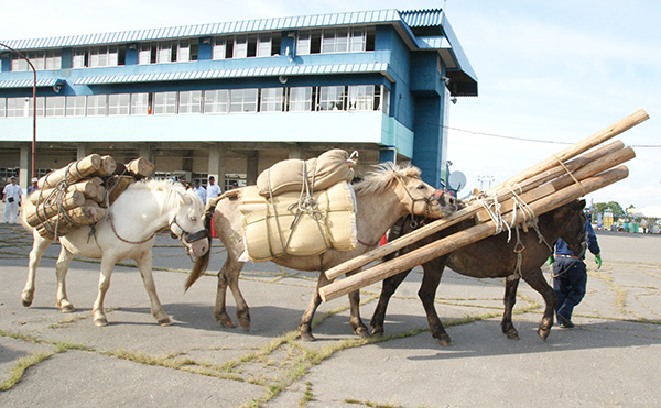 2012年 北海道和種馬（どさんこ）祭の様子